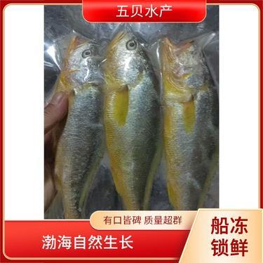一斤左右黃花魚多少錢