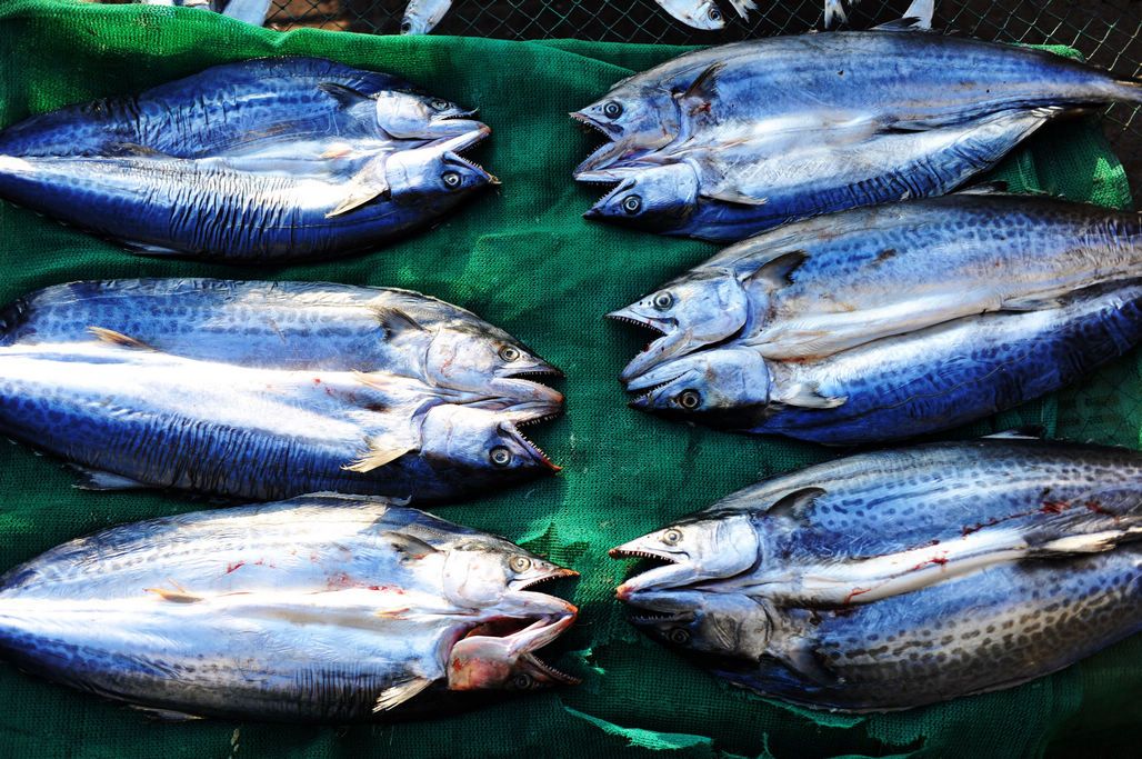 淡干魚干為何價格翻倍？初冬曬魚干正當時